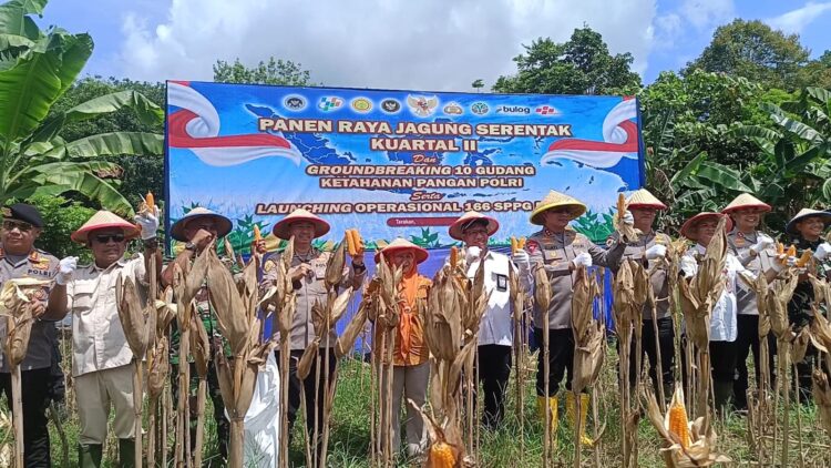 Penanaman Jagung di Kaltara Capai 244 Hektare, Dukung Program Ketahanan Pangan Nasional