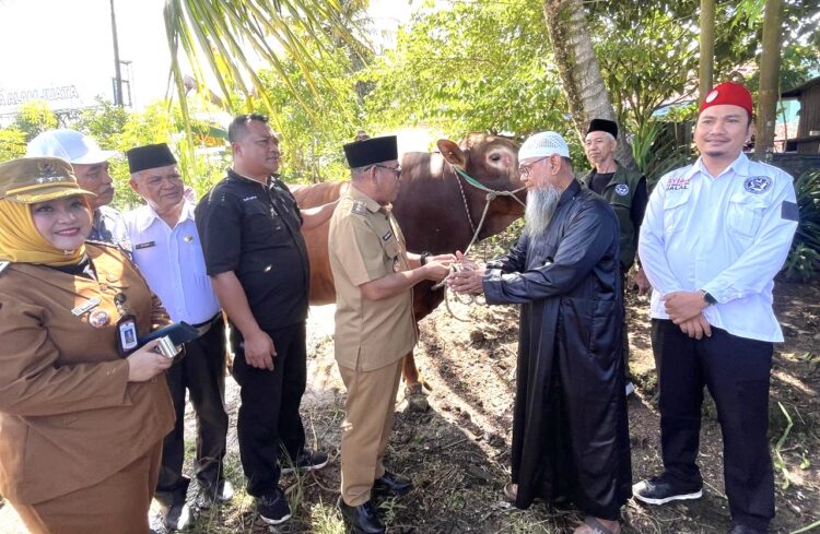 Plt Wali Kota Tarakan Serahkan 9 Ekor Sapi Kurban, Termasuk Bantuan Presiden Prabowo