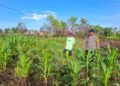 Polsek Tarakan Barat Cek Perkembangan Jagung Hibrida Binaan Petani di Karang Harapan