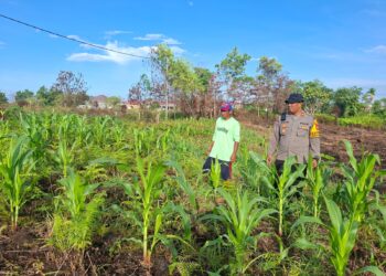 Polsek Tarakan Barat Cek Perkembangan Jagung Hibrida Binaan Petani di Karang Harapan