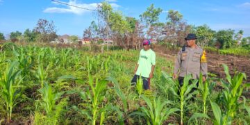 Polsek Tarakan Barat Cek Perkembangan Jagung Hibrida Binaan Petani di Karang Harapan