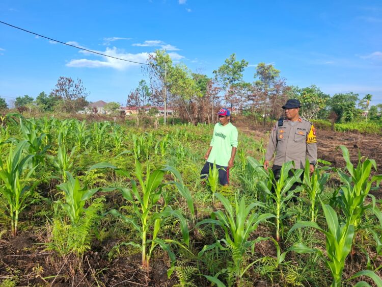 Polsek Tarakan Barat Cek Perkembangan Jagung Hibrida Binaan Petani di Karang Harapan
