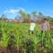 Polsek Tarakan Barat Cek Perkembangan Jagung Hibrida Binaan Petani di Karang Harapan