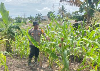 Kapolsek Tarakan Barat Cek Perkembangan Jagung Hibrida Binaan, Edukasi Petani Tingkatkan Perawatan Tanaman