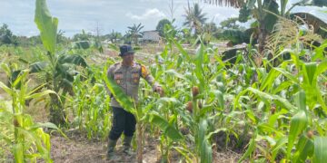 Kapolsek Tarakan Barat Cek Perkembangan Jagung Hibrida Binaan, Edukasi Petani Tingkatkan Perawatan Tanaman
