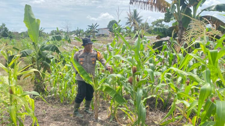Kapolsek Tarakan Barat Cek Perkembangan Jagung Hibrida Binaan, Edukasi Petani Tingkatkan Perawatan Tanaman