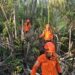 Hari Kedua Pencarian, Tim SAR Gabungan Sisir Hutan Rumah Adat Tidung Cari Warga Hilang