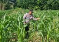 Pertumbuhan Jagung Capai 70 Cm, Polsek Tarakan Utara Lakukan Pengecekan Rutin