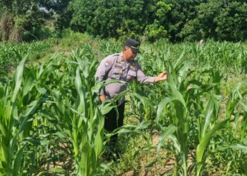 Pertumbuhan Jagung Capai 70 Cm, Polsek Tarakan Utara Lakukan Pengecekan Rutin