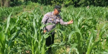 Pertumbuhan Jagung Capai 70 Cm, Polsek Tarakan Utara Lakukan Pengecekan Rutin