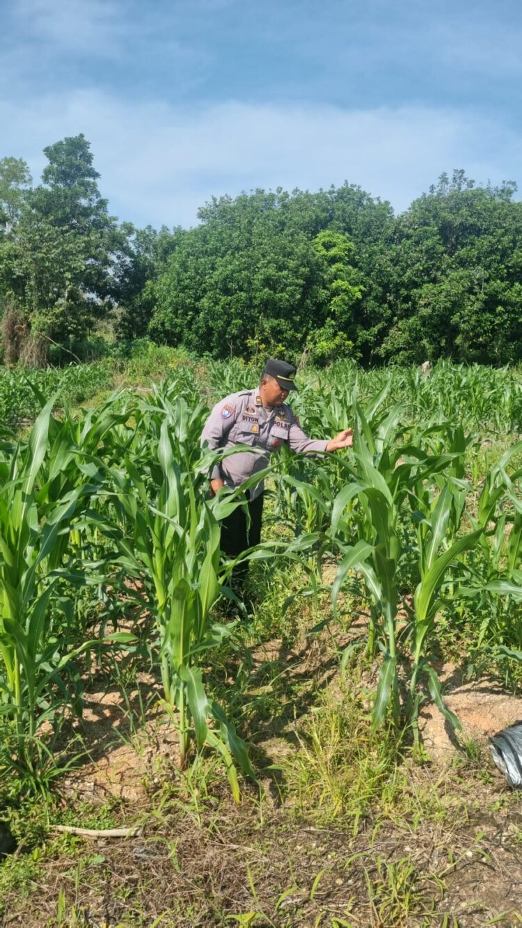 Pertumbuhan Jagung Capai 70 Cm, Polsek Tarakan Utara Lakukan Pengecekan Rutin