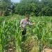 Pertumbuhan Jagung Capai 70 Cm, Polsek Tarakan Utara Lakukan Pengecekan Rutin