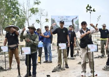 Hari Mangrove Sedunia 2026, PPIU M4CR Kaltara Dorong Penanaman Mangrove Berkelanjutan