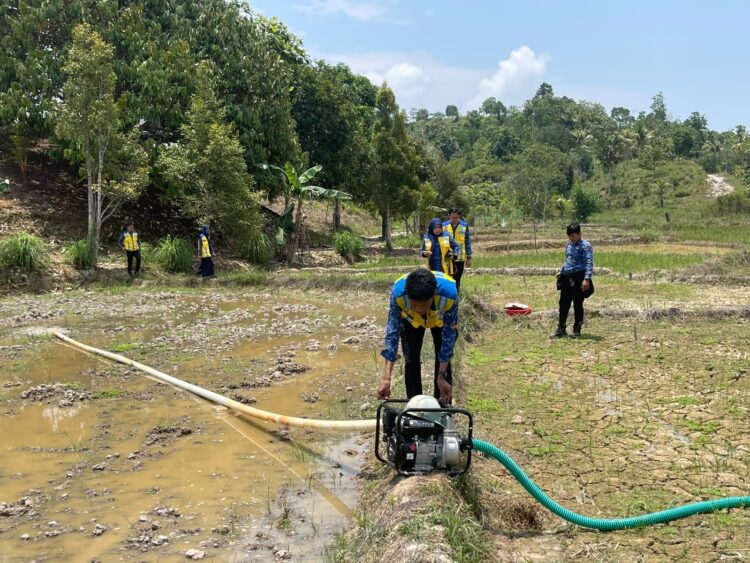 BWS Kalimantan V Salurkan Pompa Air untuk Atasi Kekeringan Sawah di Tarakan